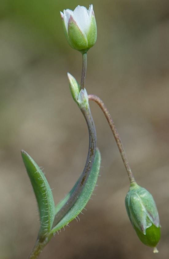 Holosteum umbellatum flower