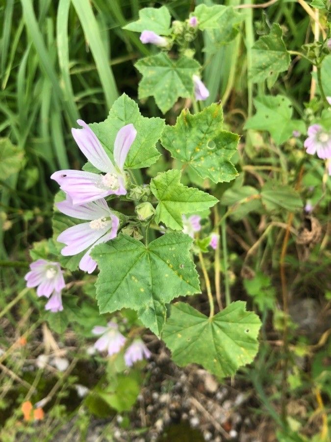 Malva multiflora — search result for 'Malvaceae'