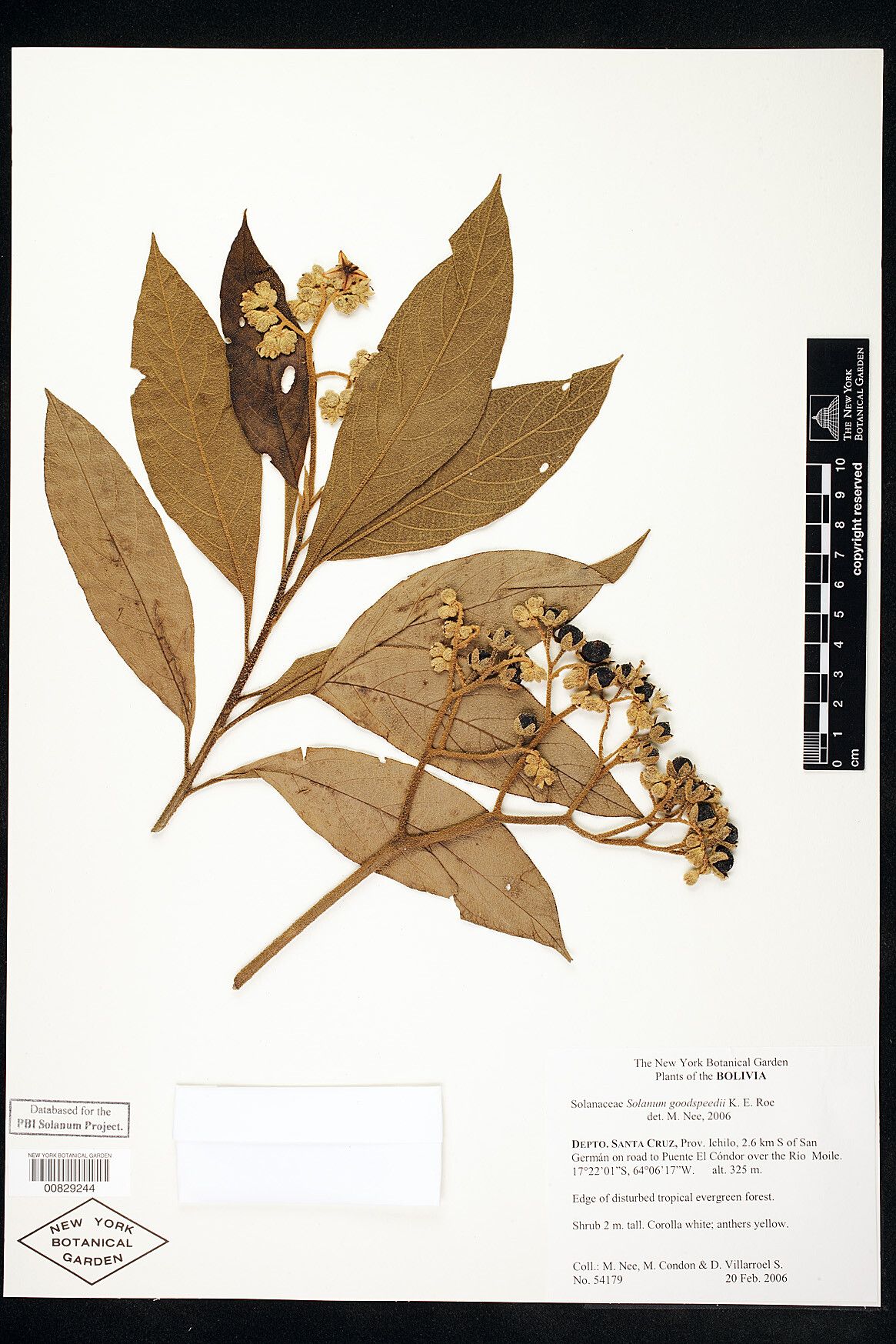 Solanum goodspeedii — houseplant care guide
