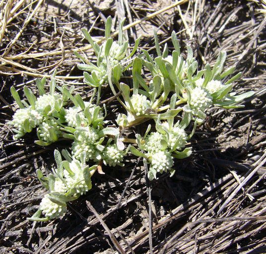 Psilocarphus oregonus habit