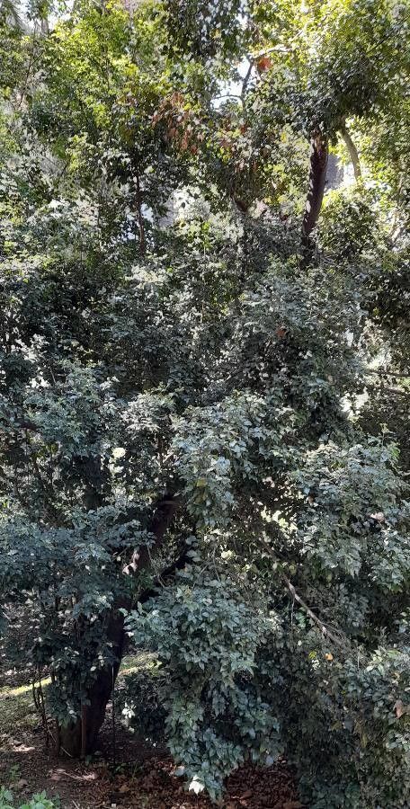 Cryptocarya woodii habit