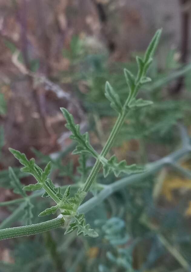 Artedia squamata leaf