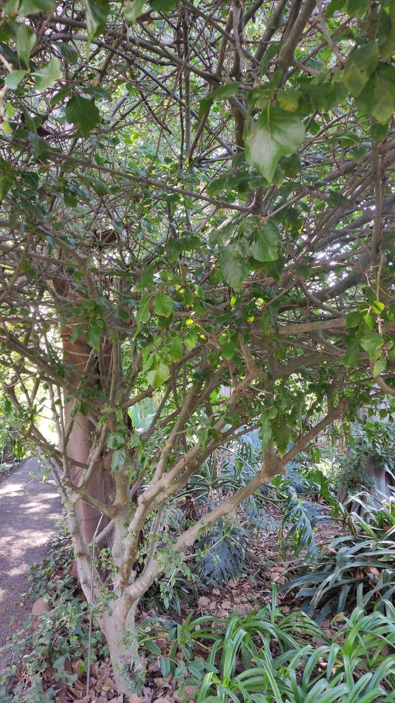 Gardenia cornuta habit