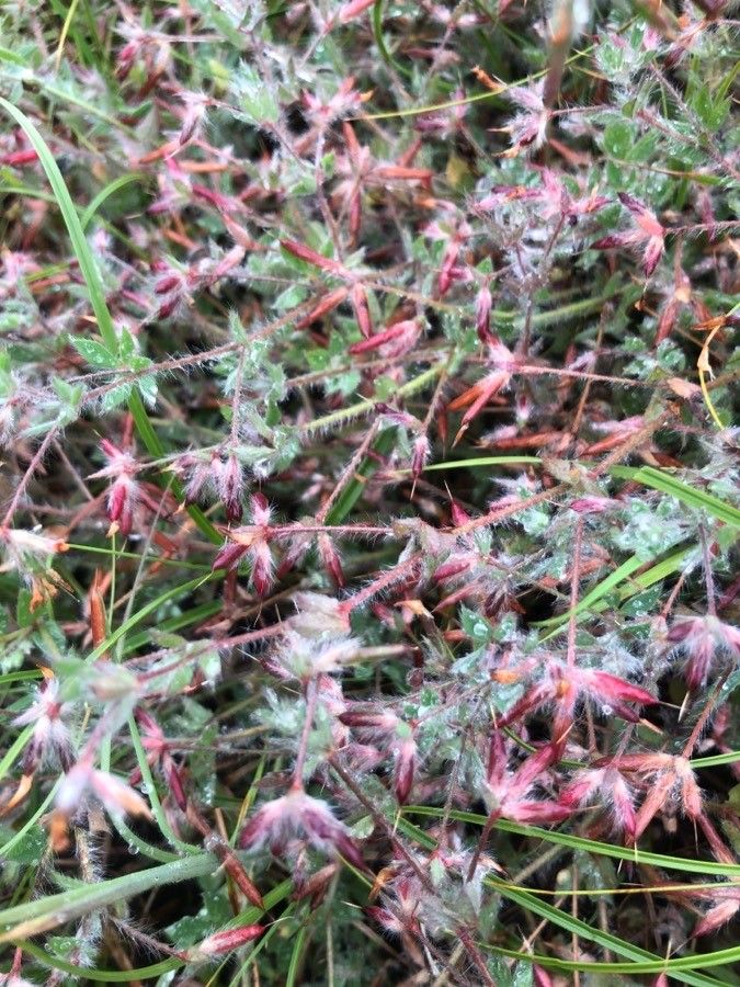 Lotus hispidus — search result for 'Lotus'