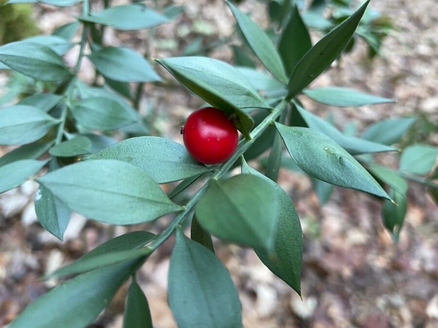 Ruscus aculeatus fruit