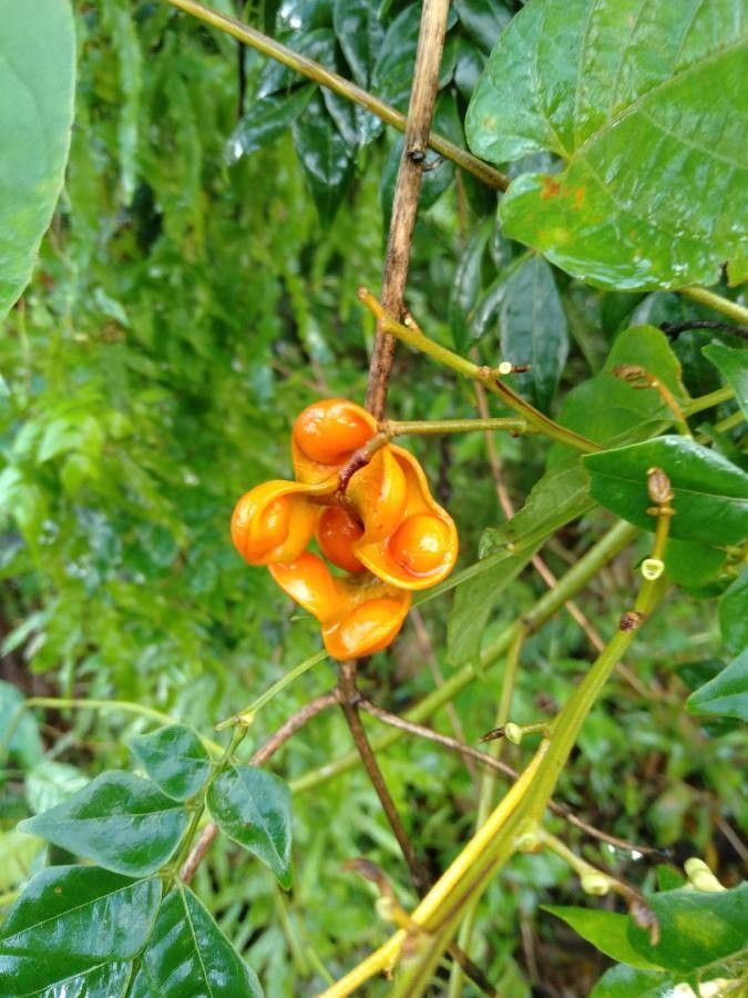 Archidendron clypearia fruit