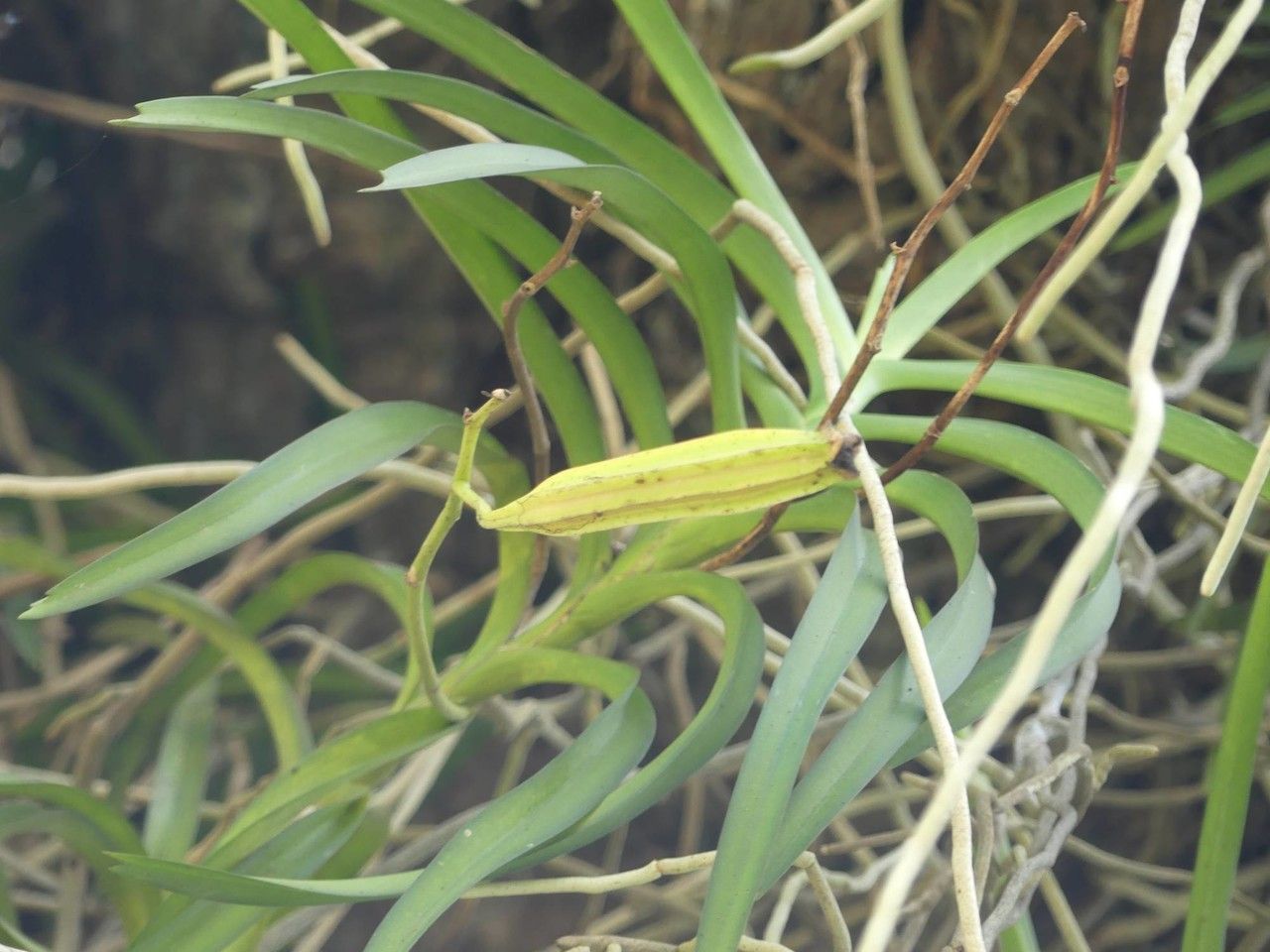 Vanda tessellata fruit