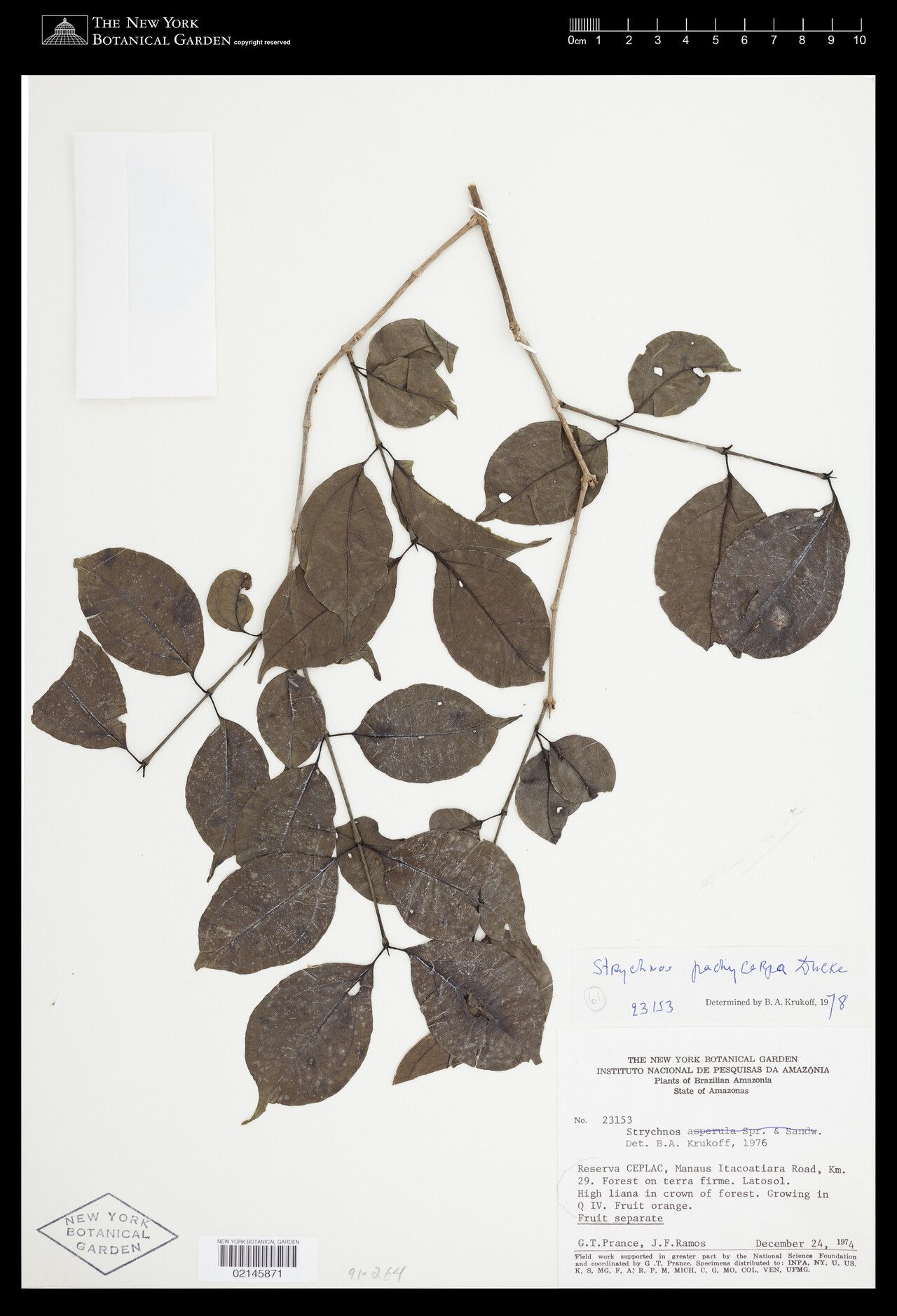 Strychnos pachycarpa — houseplant care guide