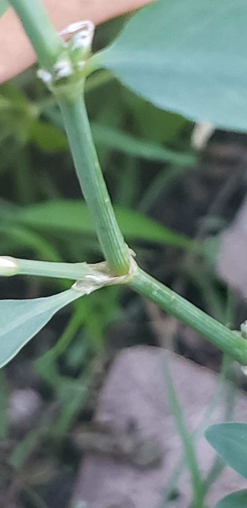 Polygonum arenastrum bark