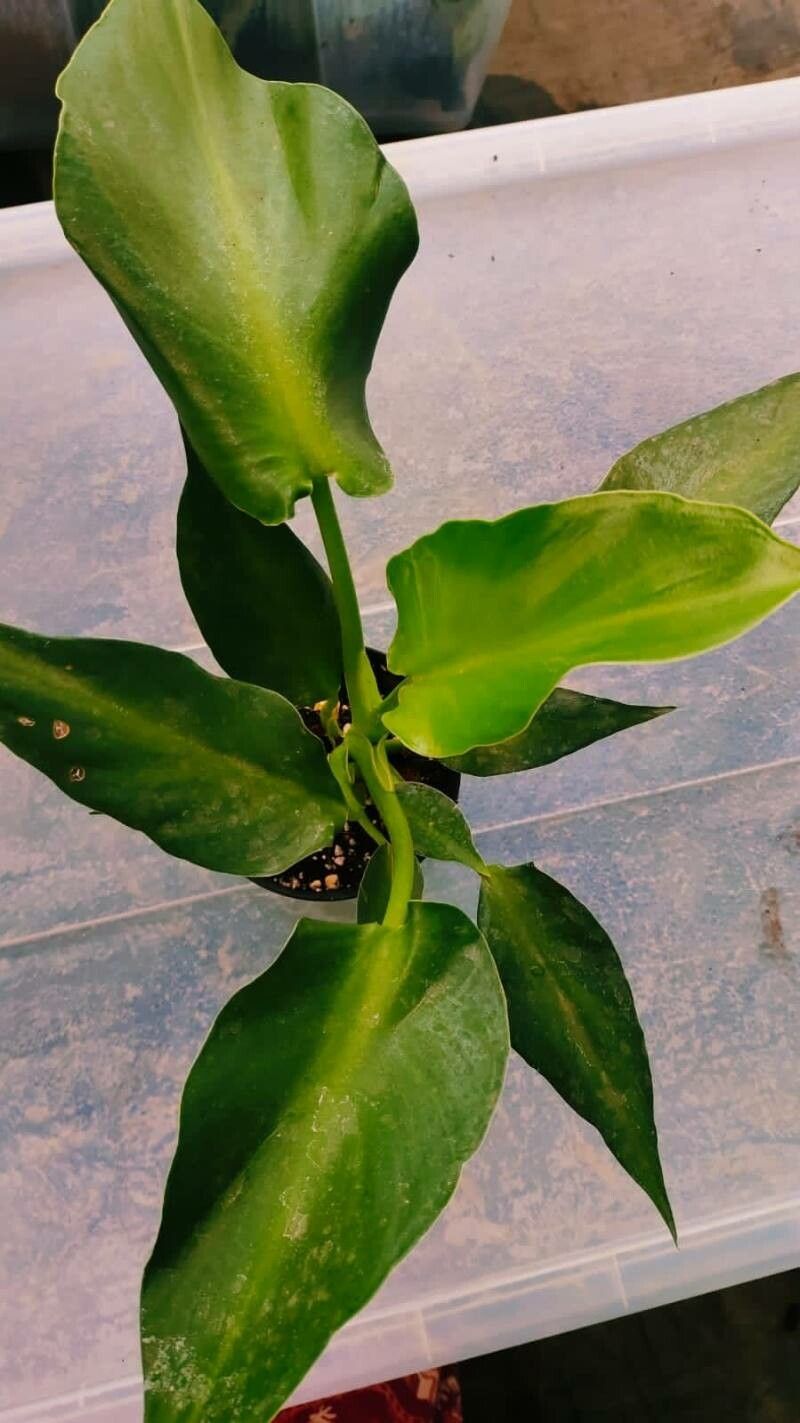 Philodendron rugosum leaf