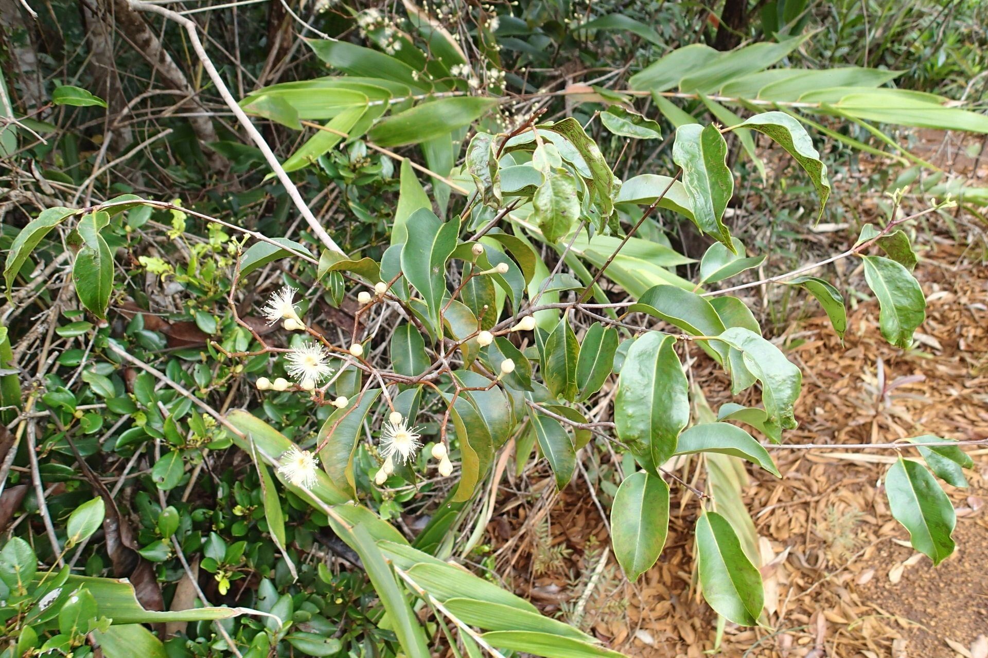 Syzygium austrocaledonicum leaf
