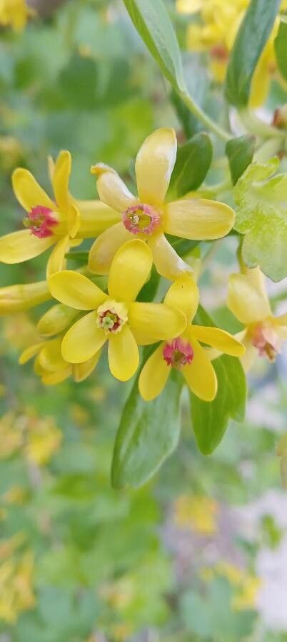 Ribes aureum flower