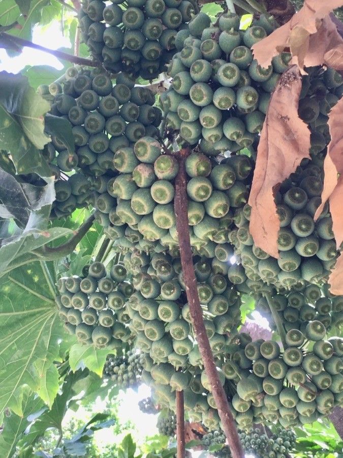 Trevesia palmata fruit