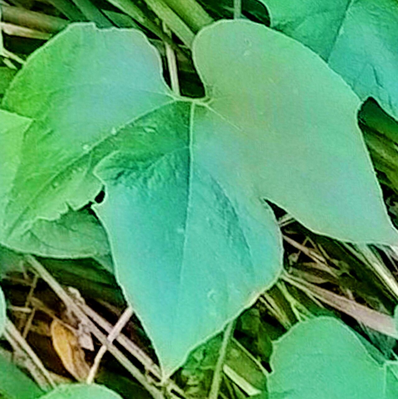 Trichosanthes subvelutina — search result for 'Trichosanthes'