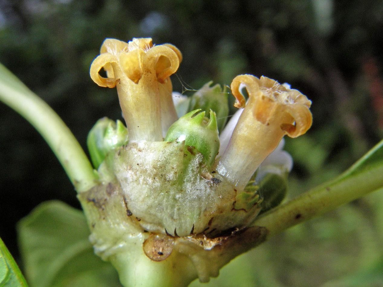 Psychotria cooperi flower
