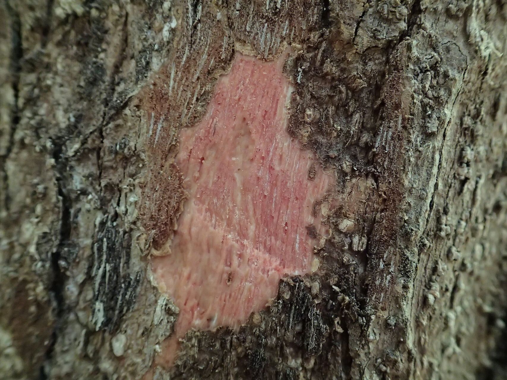 Cunonia linearisepala bark