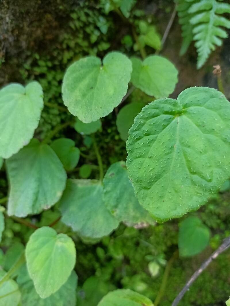 Begonia picta — search result for 'Begoniaceae'