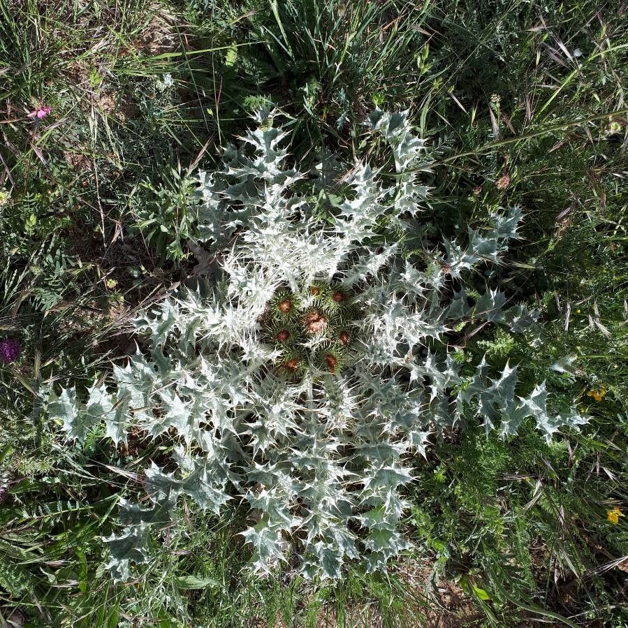 Onopordum acaulon flower