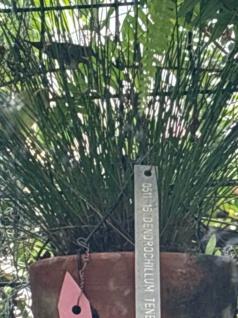 Dendrochilum tenellum — houseplant care guide