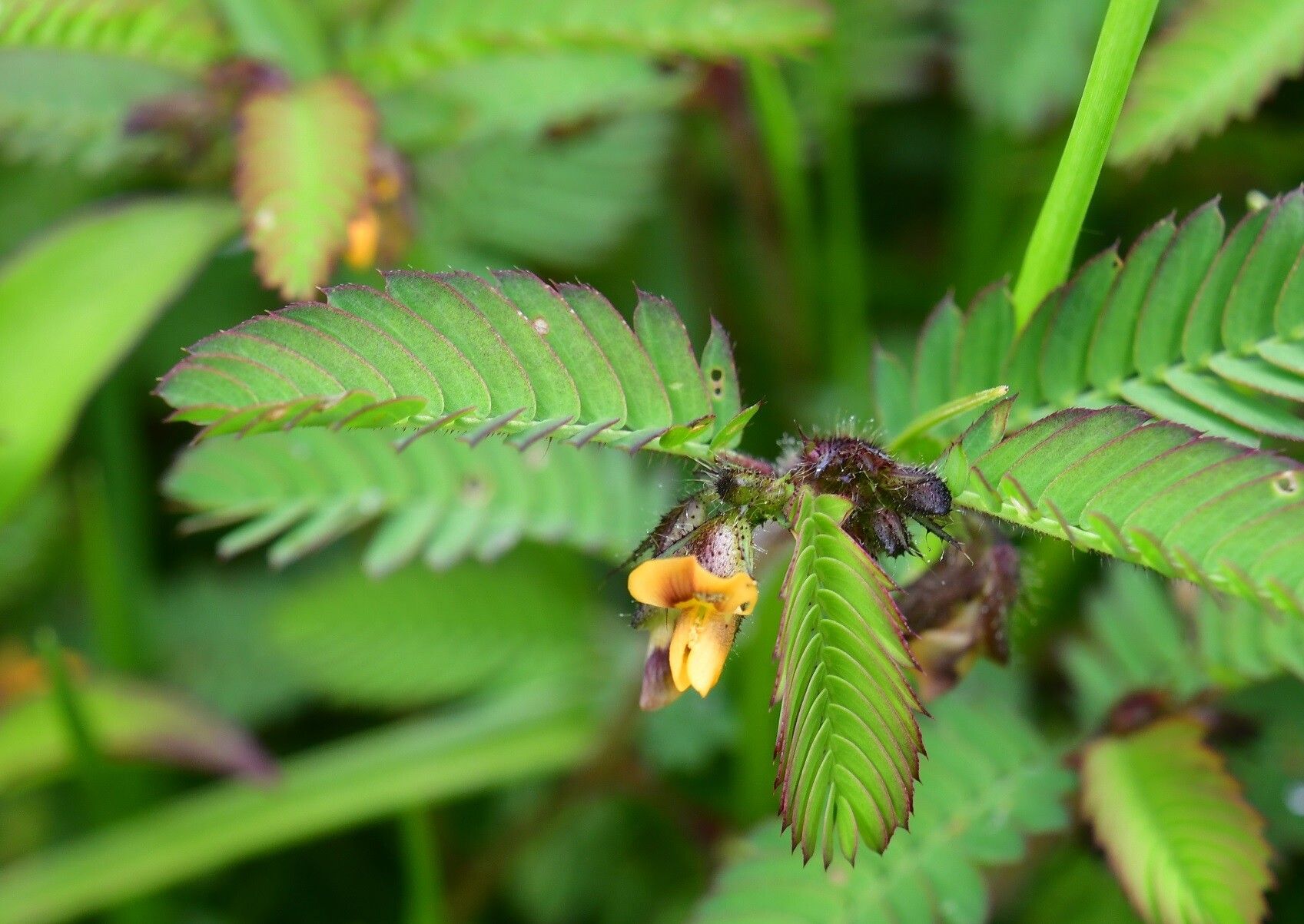 Aeschynomene villosa flower
