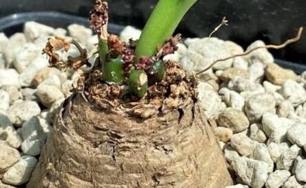 Euphorbia decidua — houseplant care guide