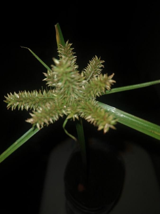Cyperus alopecuroides fruit