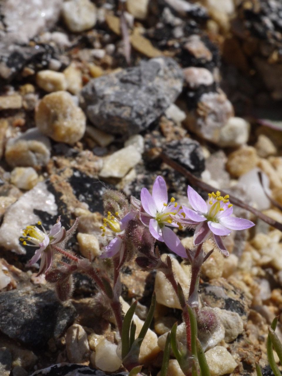 Spergula nicaeensis habit