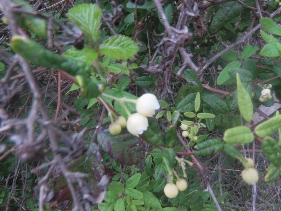 Boquila trifoliolata flower