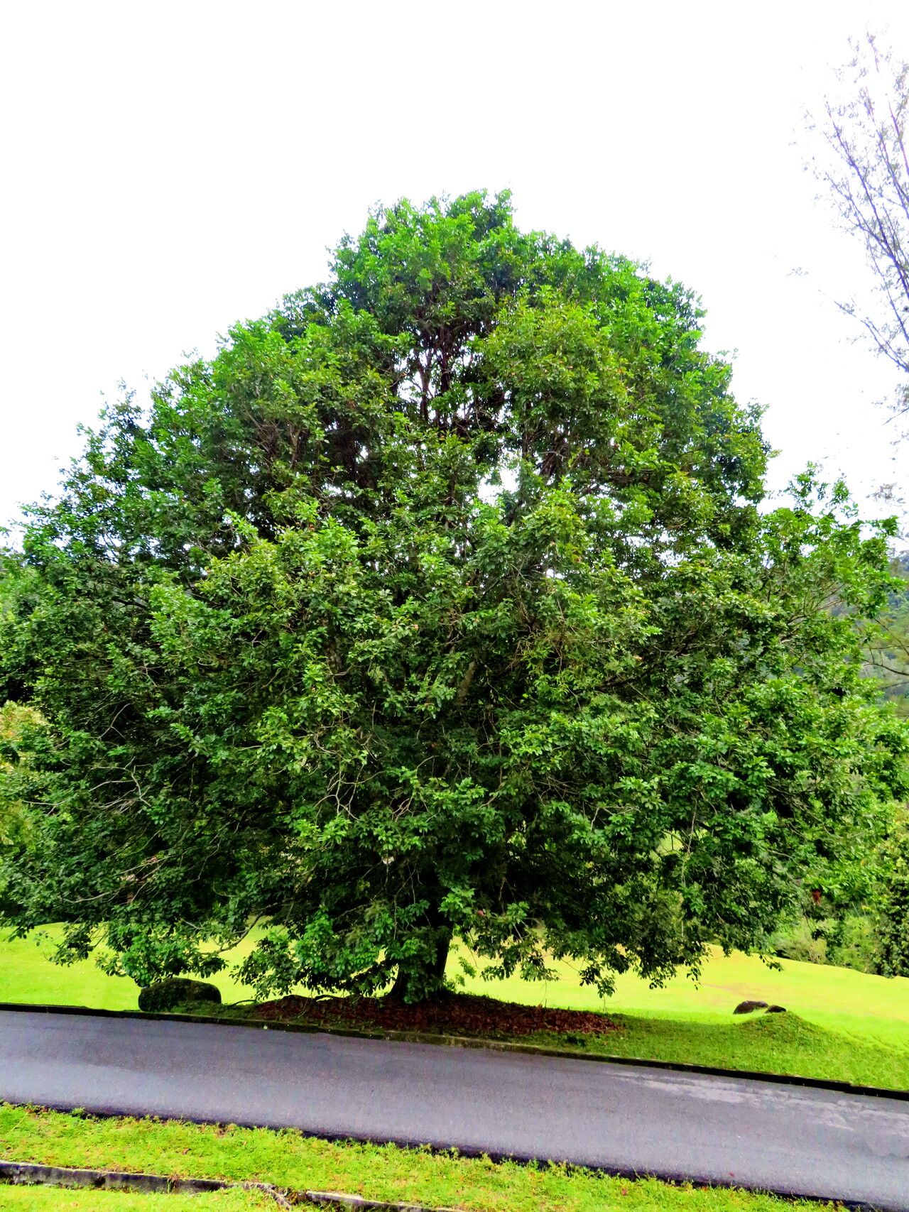 Cynometra browneoides habit