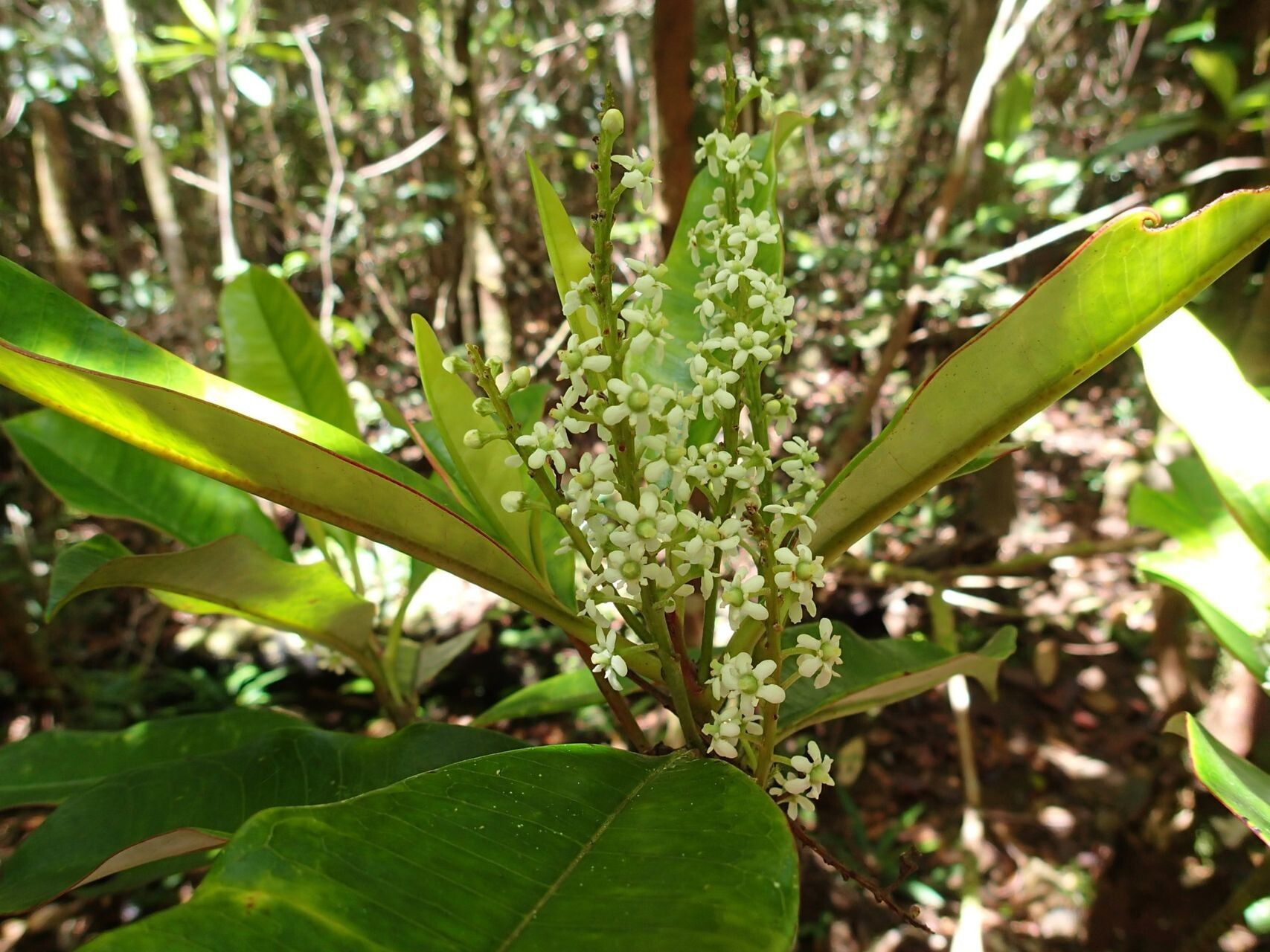 Quintinia major flower