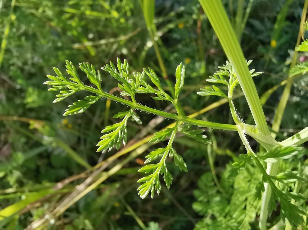 Orlaya daucorlaya — related species from the same genus
