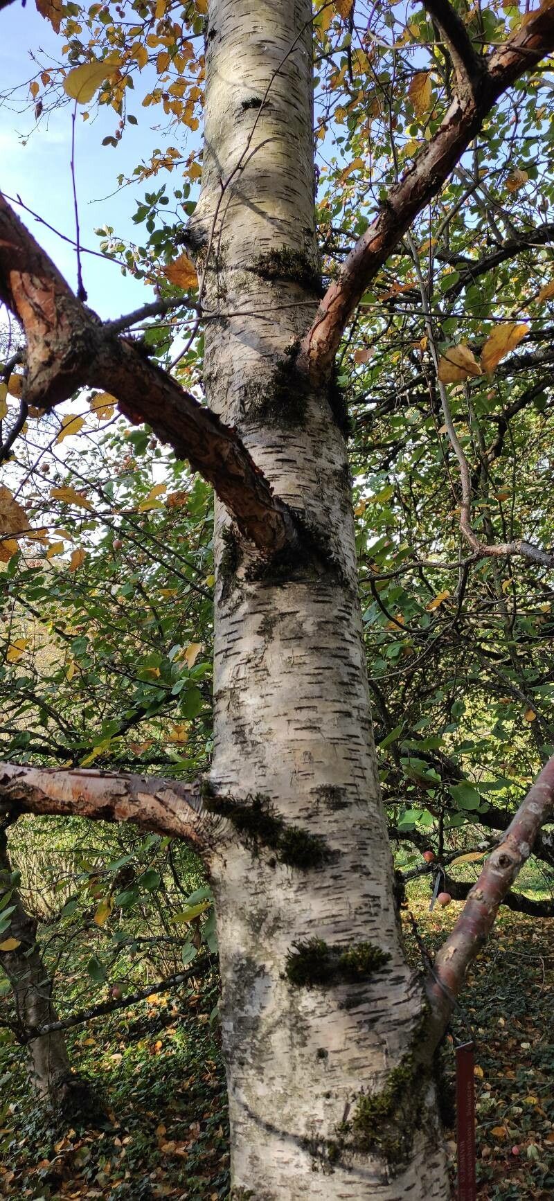 Betula saposhnikovii bark