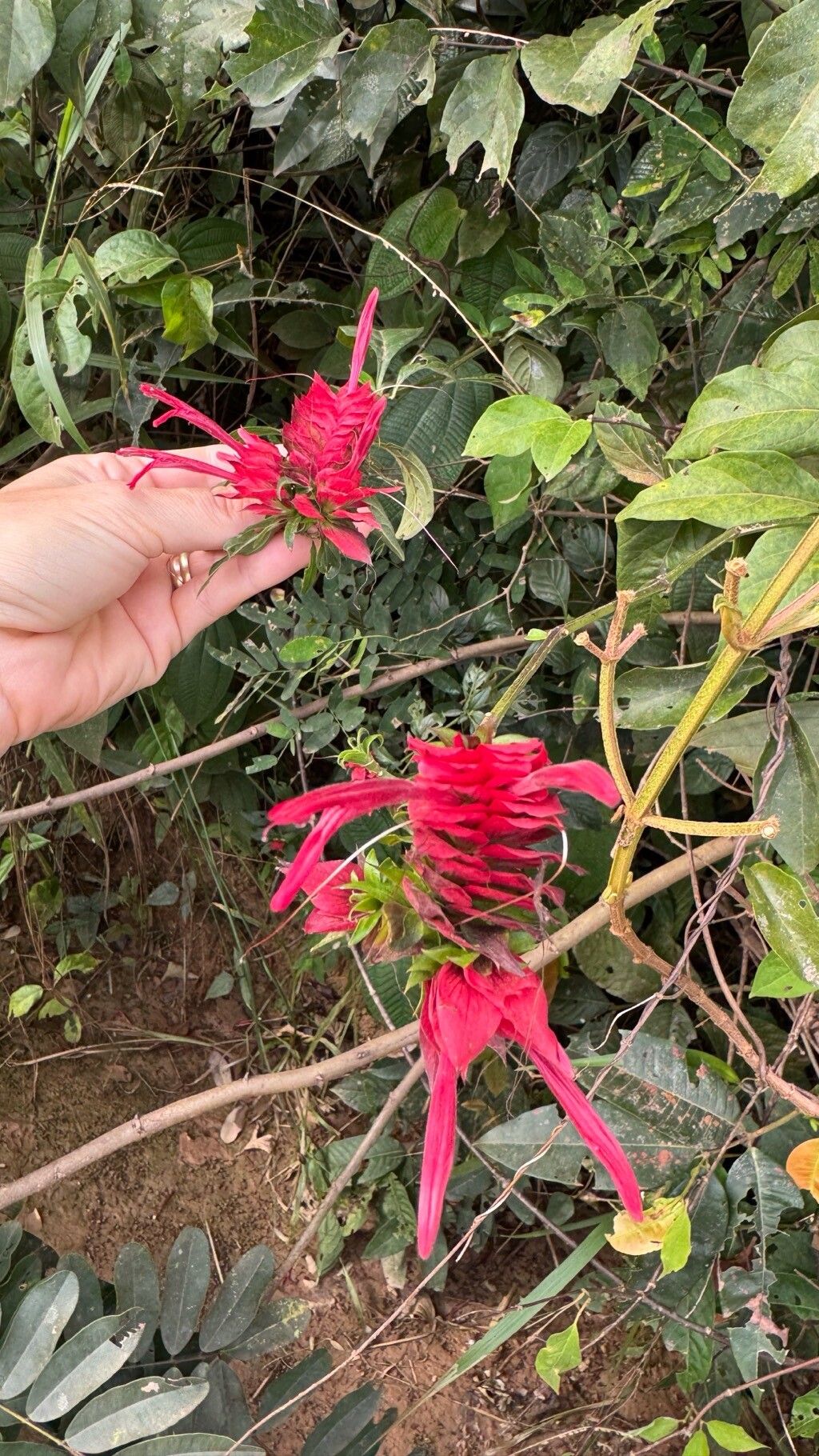Lepidagathis floribunda flower