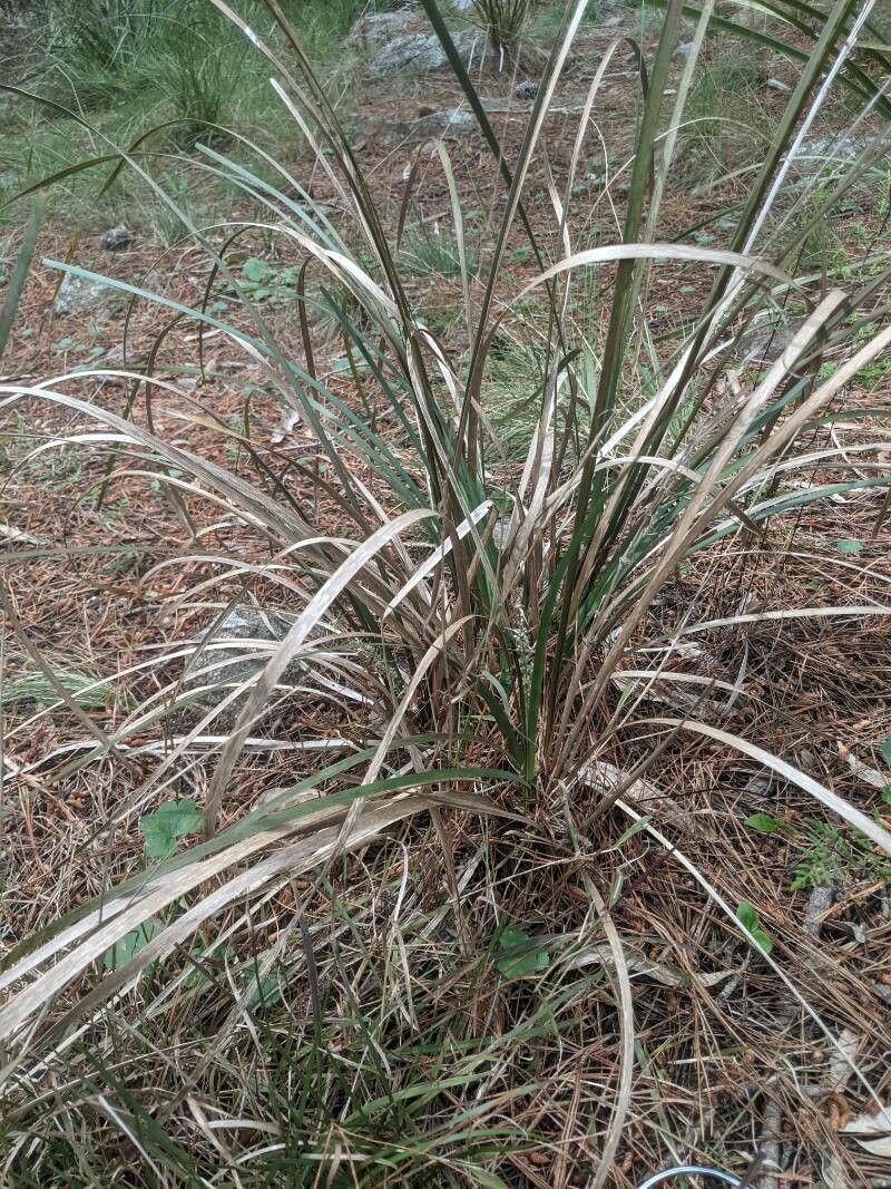 Lomandra longifolia leaf