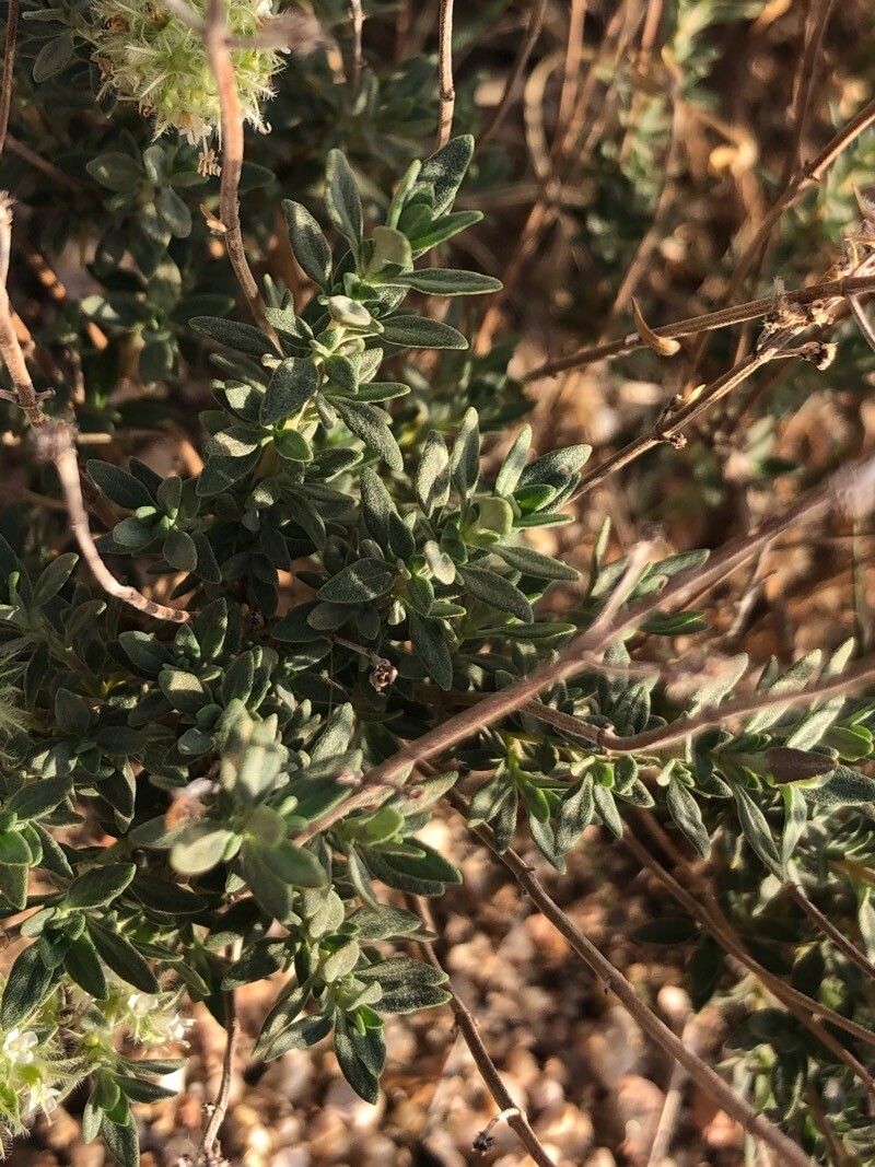 Thymus mastichina leaf