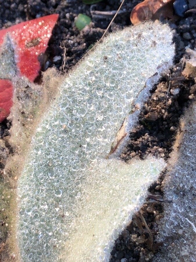 Verbascum phoeniceum — search result for 'western US'