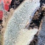 Verbascum phoeniceum