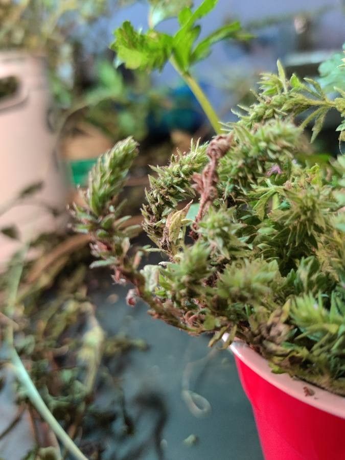 Verbena bracteata leaf