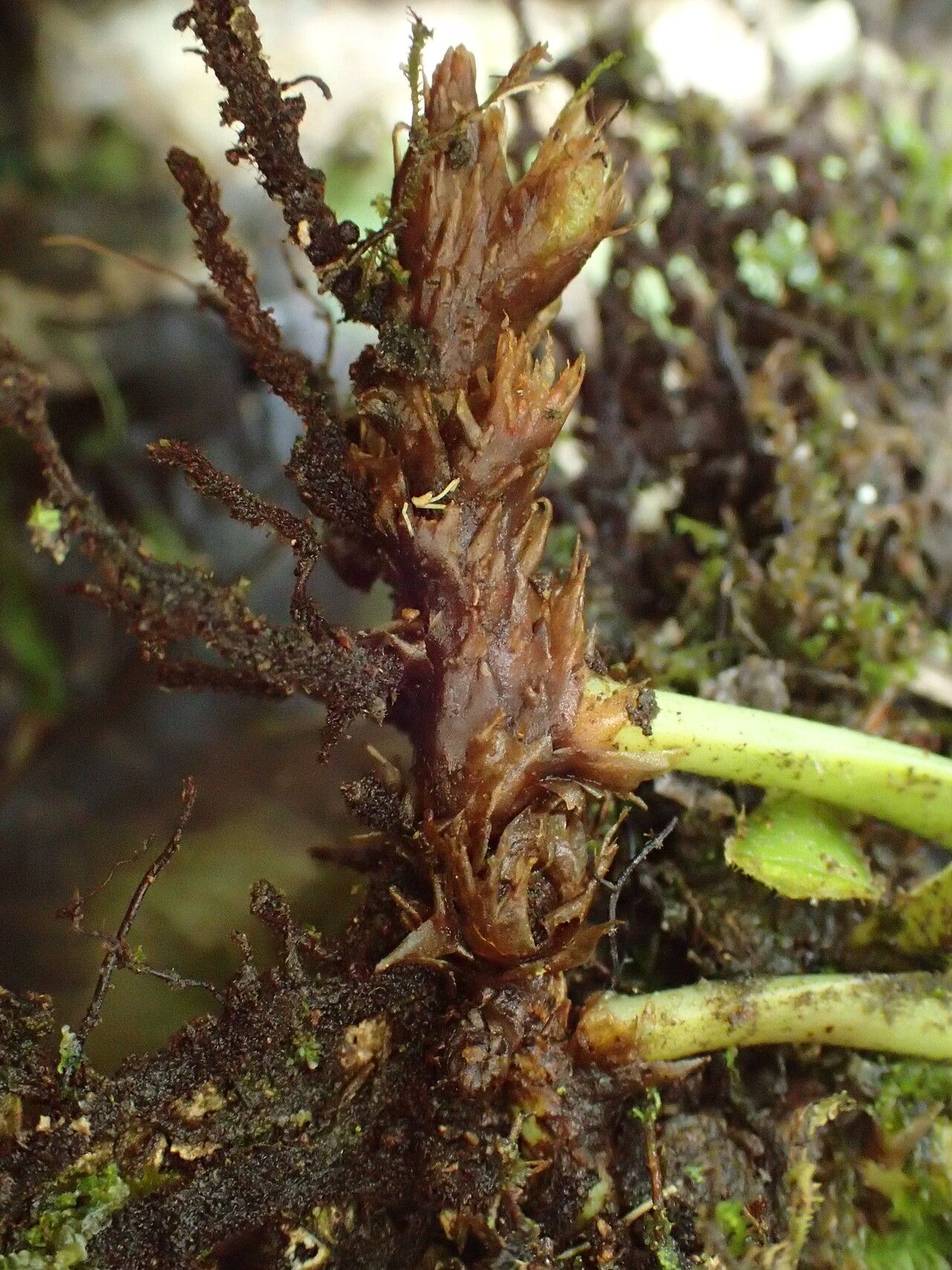 Pyrrosia schimperiana other