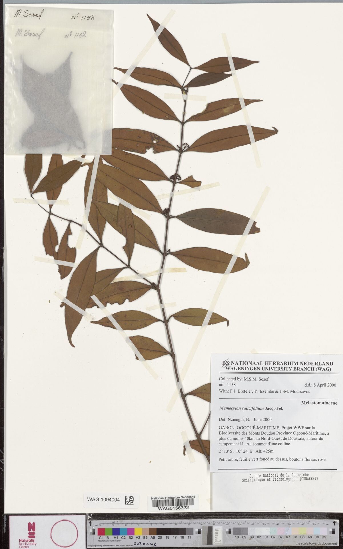 Memecylon salicifolium — search result for 'Memecylon'