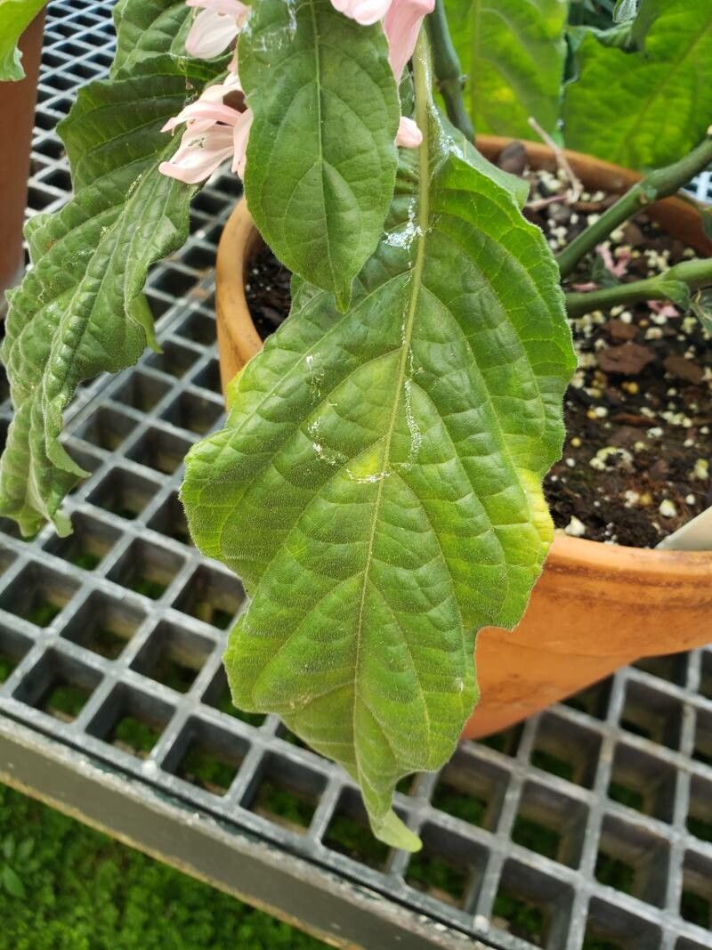 Justicia aequilabris