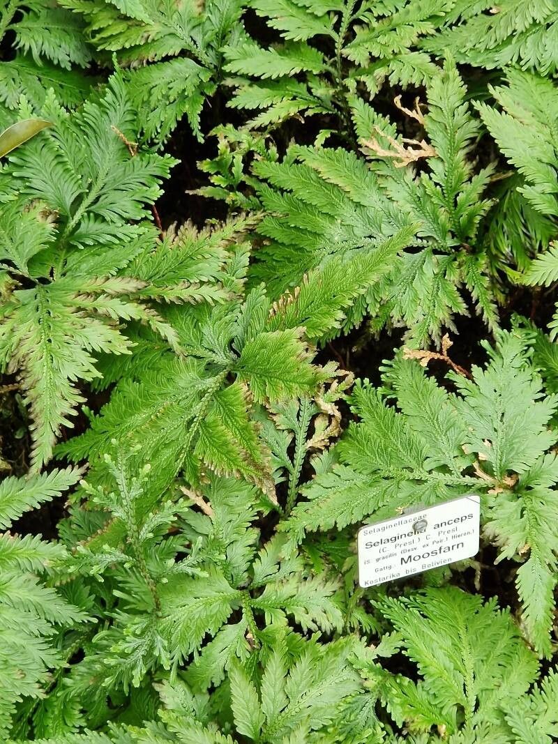 Selaginella anceps other