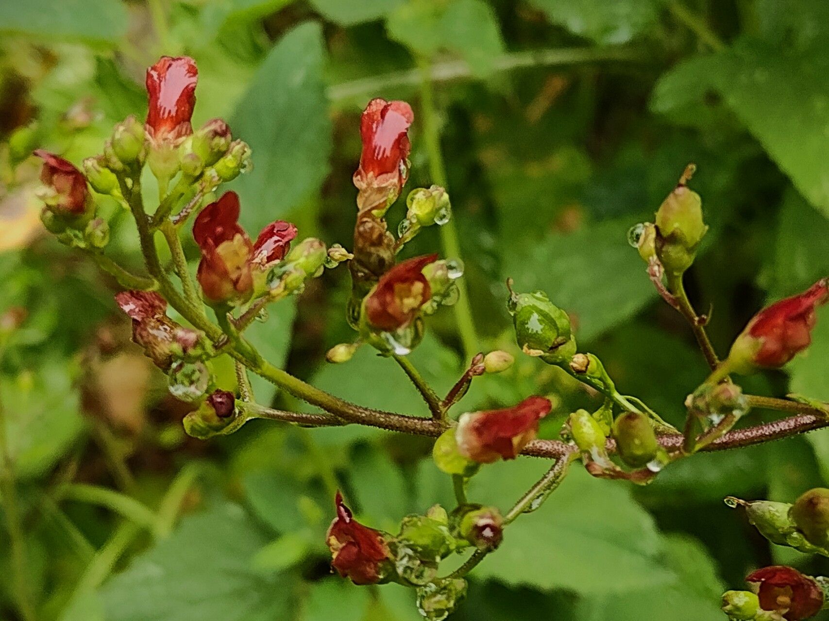 Scrophularia californica flower