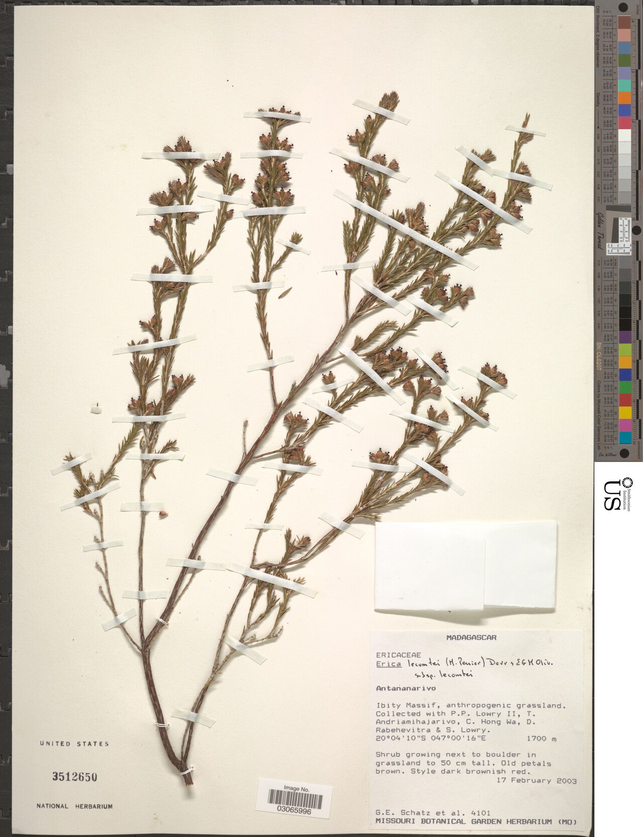 Erica lecomtei — search result for 'Erica'