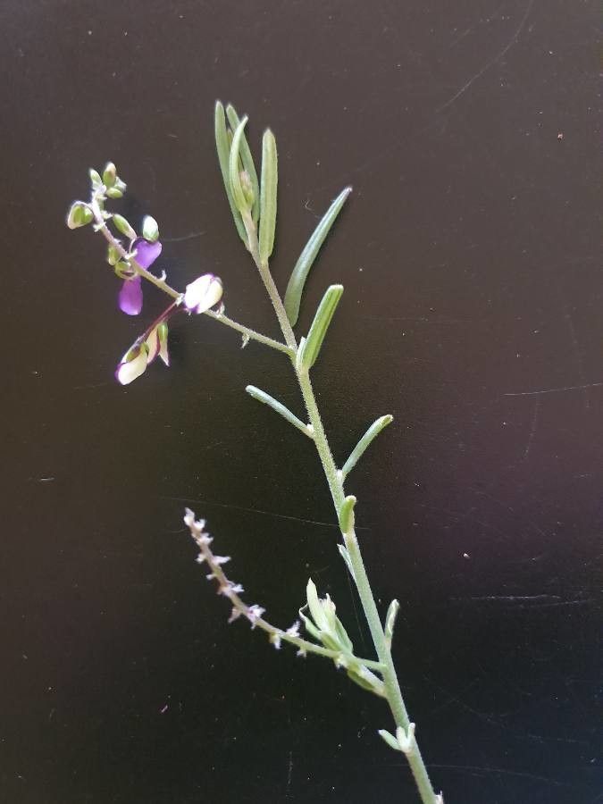Polygala sphenoptera leaf