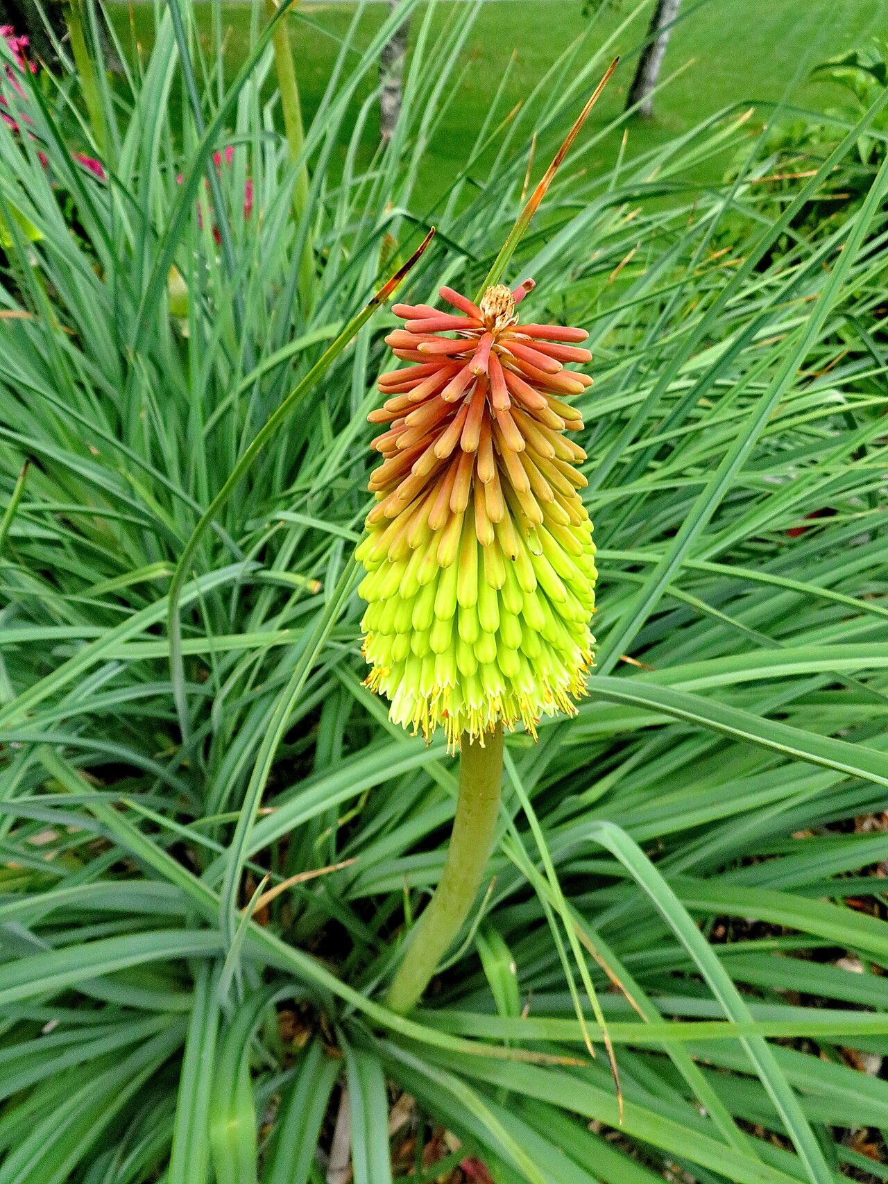 Kniphofia baurii
