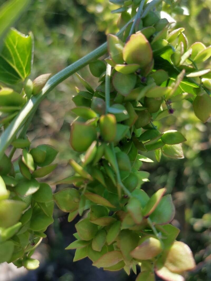 Atriplex micrantha fruit