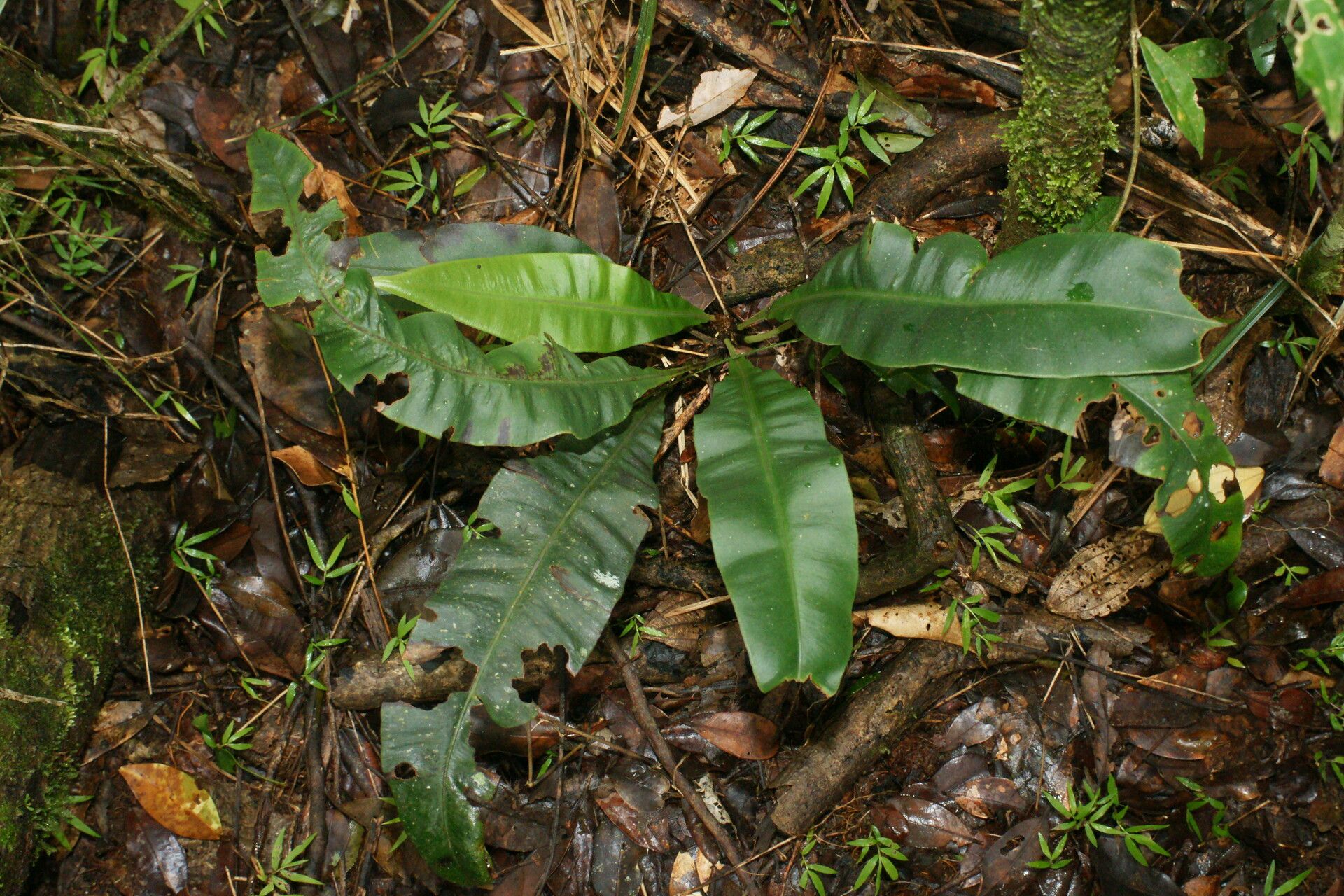 Elaphoglossum subsessile — houseplant care guide