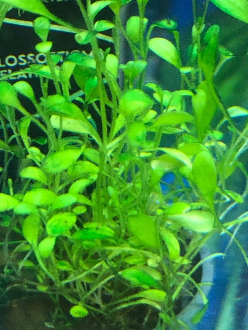 Glossostigma elatinoides — houseplant care guide