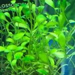 Glossostigma elatinoides